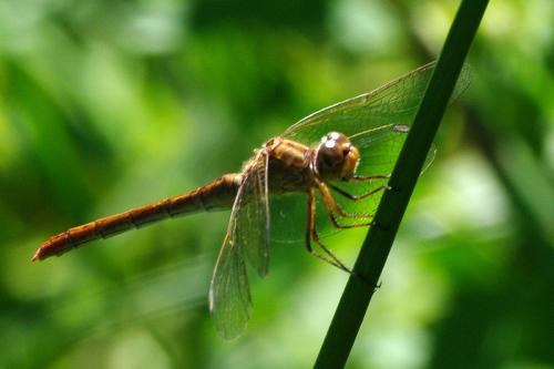 Sympetrum meridionale