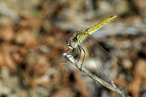 Sympetrum fonscolombii