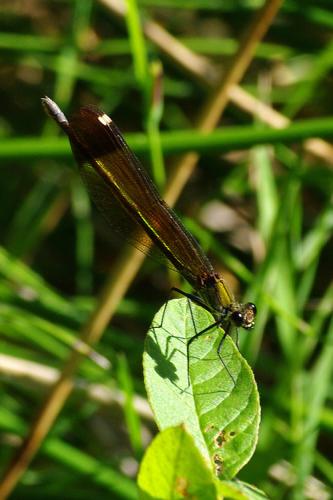 Calopteryx haemorrhoidalis