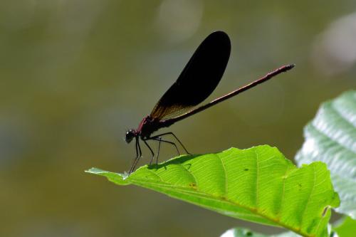 Calopteryx haemorrhoidalis
