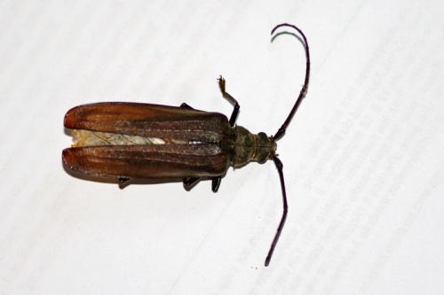 Aegosoma scabricorne
