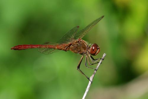 Réf. 76 919 : Sympetrum meridionale