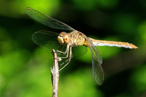 Réf. 76 923 : Sympetrum meridionale