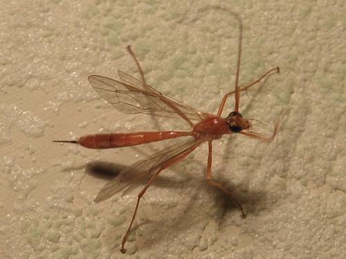 Réf. 76 668 : Netelia sp.