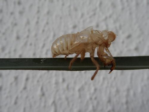 Cicada orni