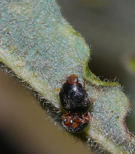 Scymnus sp.
