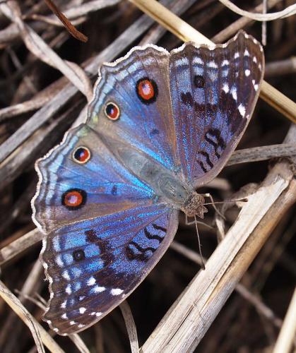 Réf. 76 463 : Junonia rhadama