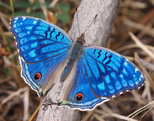 Réf. 76 464 : Junonia rhadama