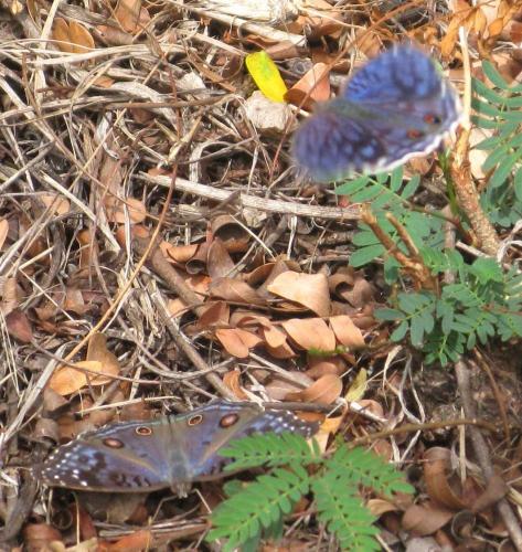 Réf. 76 393 : Junonia rhadama