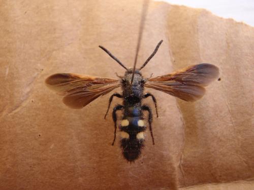 Scolia sexmaculata