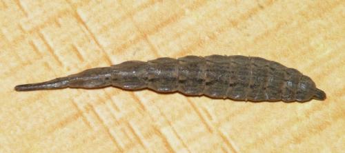 Réf. 76 667 : Stratiomys longicornis