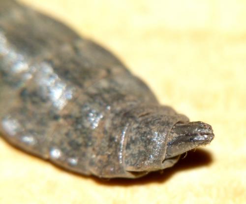Stratiomys longicornis