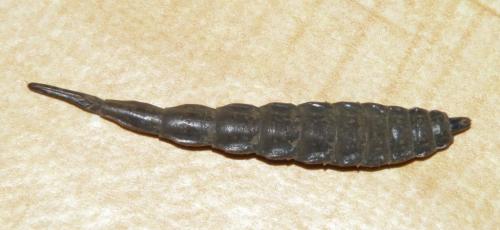 Stratiomys longicornis