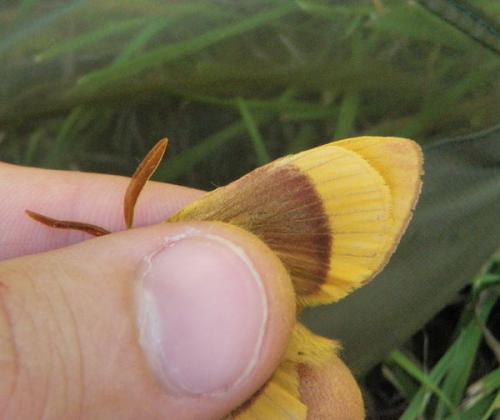 Lasiocampa quercus