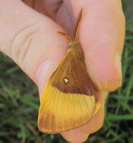 Lasiocampa quercus