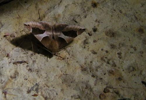 Réf. 76 387 : Dysgonia sp.