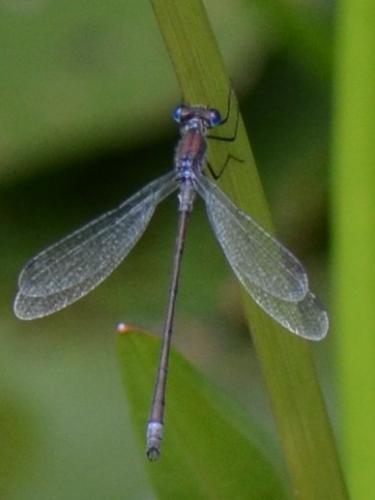 Réf. 76 648 : Lestes sponsa