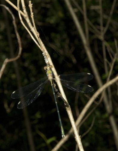 Chalcolestes viridis