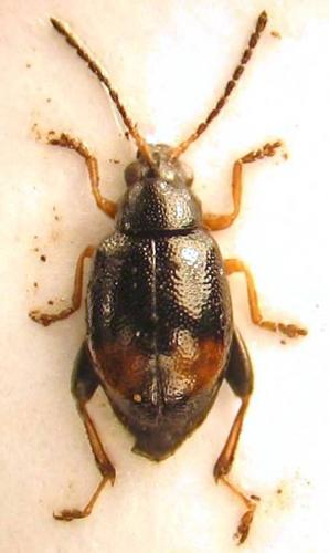 Longitarsus holsaticus