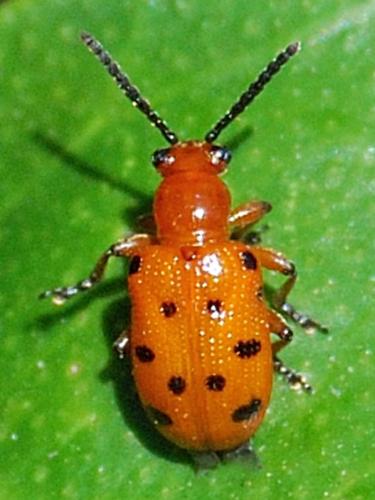 Réf. 76 455 : Crioceris duodecimpunctata