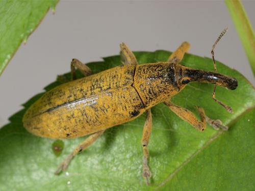 Réf. 76 190 : Lixus pulverulentus