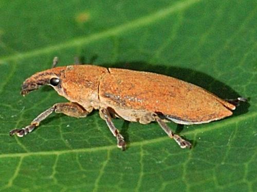 Lixus acicularis
