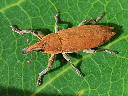 Réf. 76 691 : Lixus acicularis