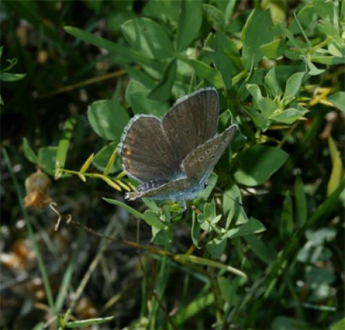 Polyommatus amandus