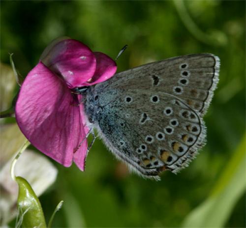 Polyommatus amandus