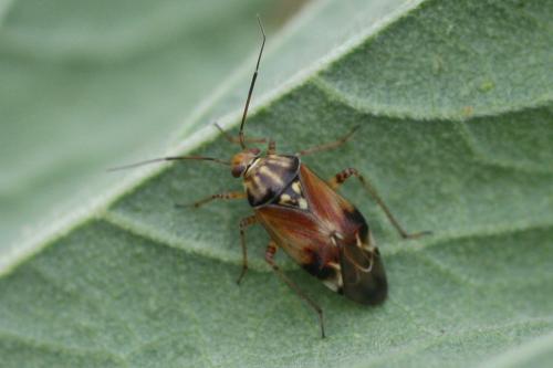 Lygus sp.