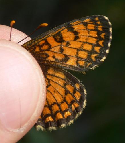 Melitaea parthenoides