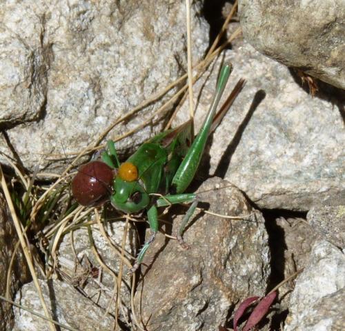 Réf. 76 584 : Decticus verrucivorus verrucivorus
