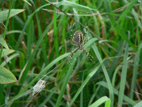 Argiope bruennichi