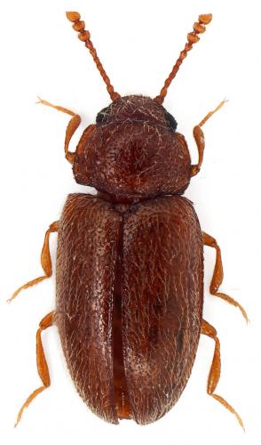 Cryptophilus sp.
