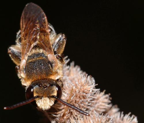 Nomiapis diversipes