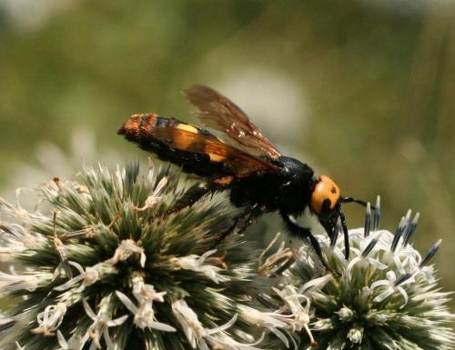 Réf. 76 754 : Megascolia maculata