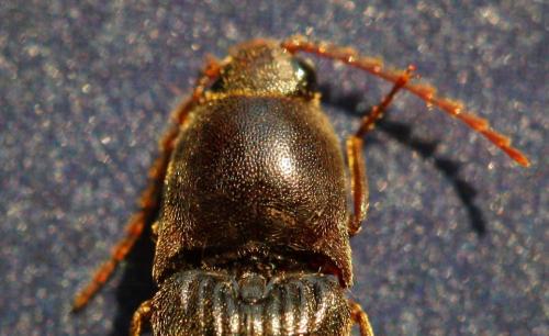 Melanotus tenebrosus