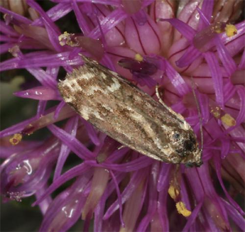 Réf. 76 319 : Acontia trabealis