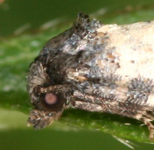 Cochylis atricapitana