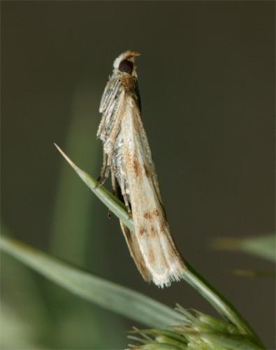 Réf. 76 643 : Homoeosoma sinuella