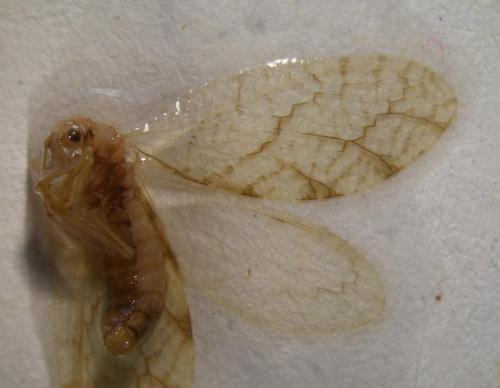 Micromus paganus