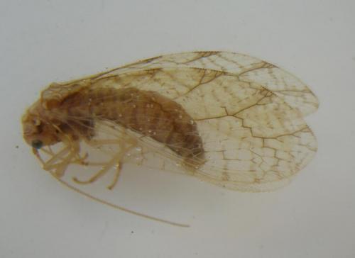 Micromus paganus