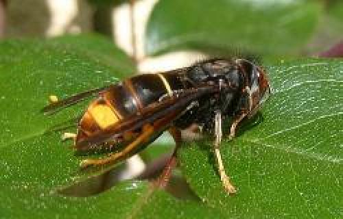 Vespa velutina