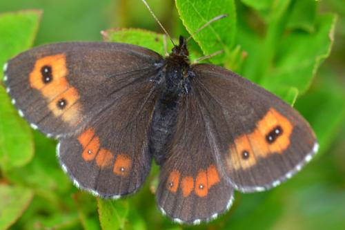 Réf. 76 594 : Erebia euryale