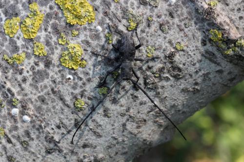 Morimus asper