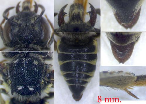 Coelioxys afra