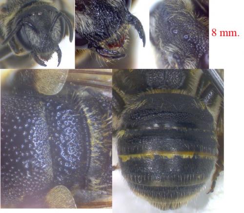 Réf. 76 659 : Nomiapis sp.