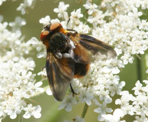 Phasia hemiptera