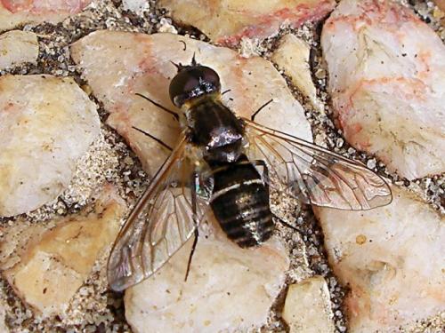 Micomitra sp.