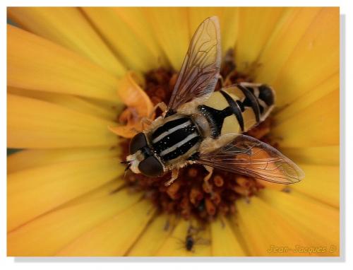 Helophilus trivittatus